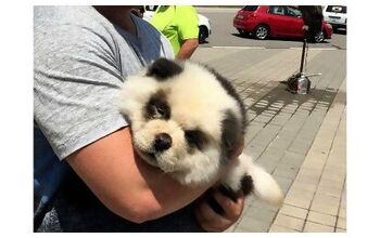 Man Scams Tourists With Dyed Dog He Says is a Panda