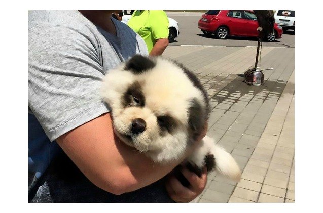 man scams tourists with dyed dog he says is a panda