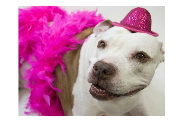 senior dog prom proves elderly dogs still have the right ruff