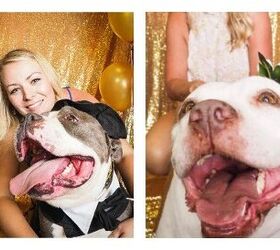 senior dog prom proves elderly dogs still have the right ruff