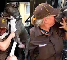 why did this ups driver adopt a giant pit bull