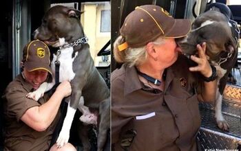 Why Did This UPS Driver Adopt a Giant Pit Bull?