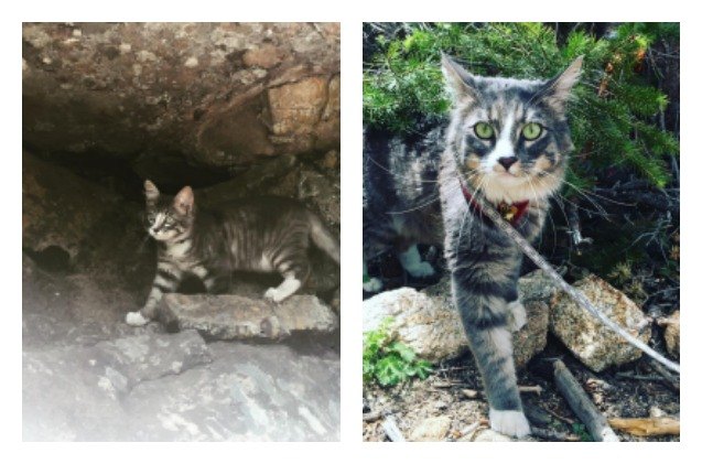 former shelter cat has new owner climbing up cliffs