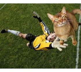 soccer cat