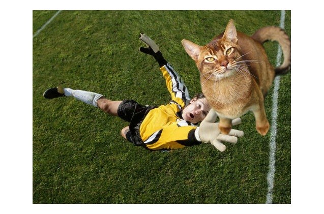 cats photoshopped in soccer pictures score all the goals