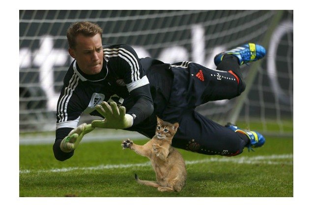 cats photoshopped in soccer pictures score all the goals