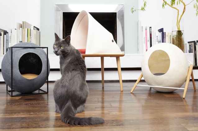 budding designers are invited to invent a prize winning cat bed