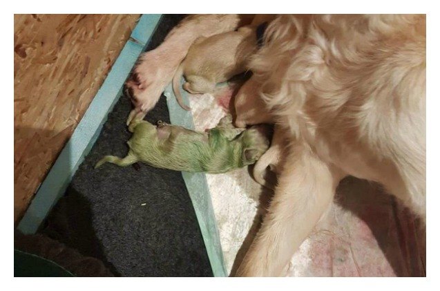 golden retriever pup proves green is the new gold