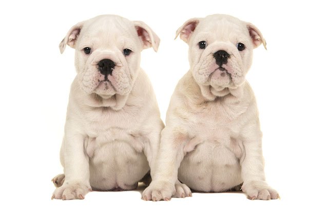 Genetically Engineered Dogs Would You Buy a Genetically Modified Super Dog? | PetGuide