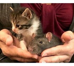Nanny Rats and Orphaned Cats Break Ages-Old Stereotypes