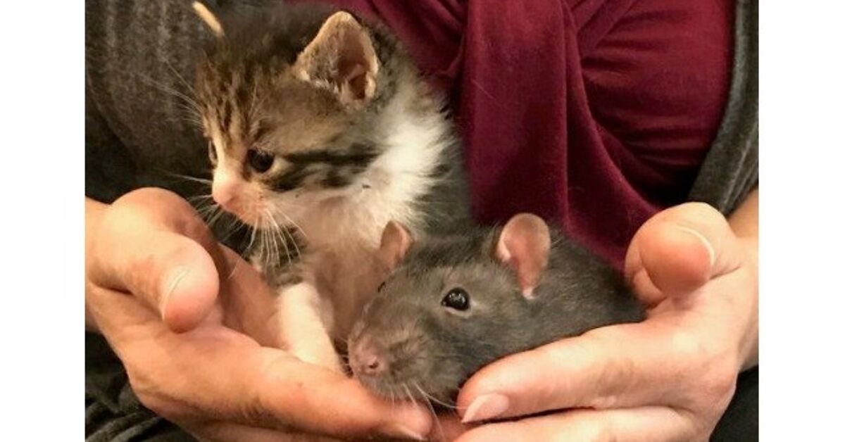 Stereotypical Rats Rat Stereotypes Nanny Rats And Orphaned Cats Break Ages Old