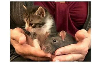 Nanny Rats and Orphaned Cats Break Ages-Old Stereotypes