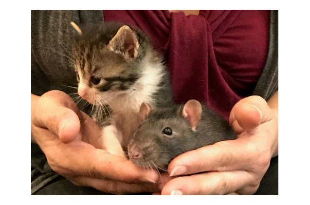 nanny rats and orphaned cats break ages old stereotypes