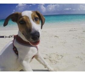 island full of stray dogs is puppy paradise video