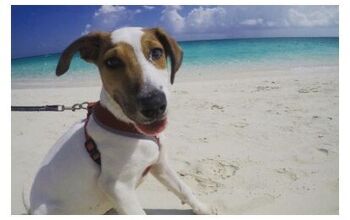 Island Full of Stray Dogs Is Puppy Paradise [Video]