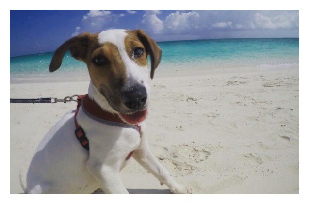 island full of stray dogs is puppy paradise video