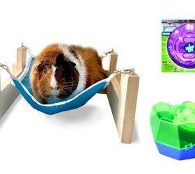 Kaytee Helps Hamsters Light It Up With New Products