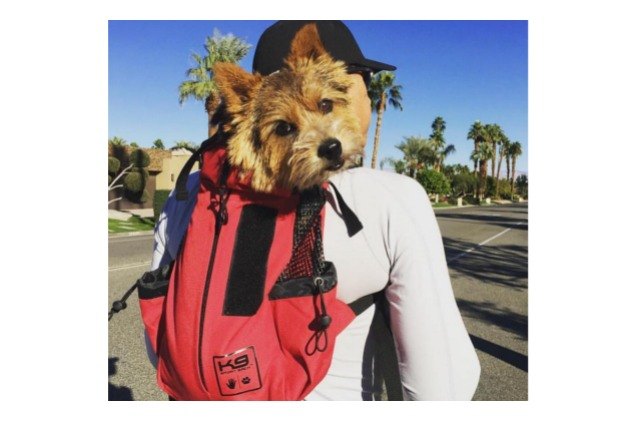 k9 sport sack rover lets you wear all the dogs
