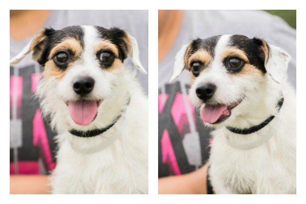 adoptable dog of the week roomba