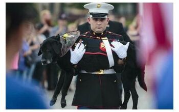 Military Service Dog Receives Tearful Send-off Service [Video]