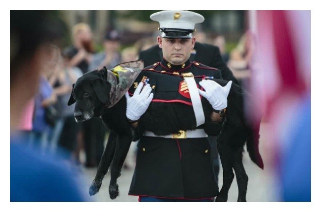 military service dog receives tearful send off service video