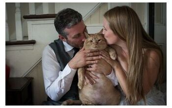 Tubby Tabby Steals the Spotlight in These Wedding Pictures