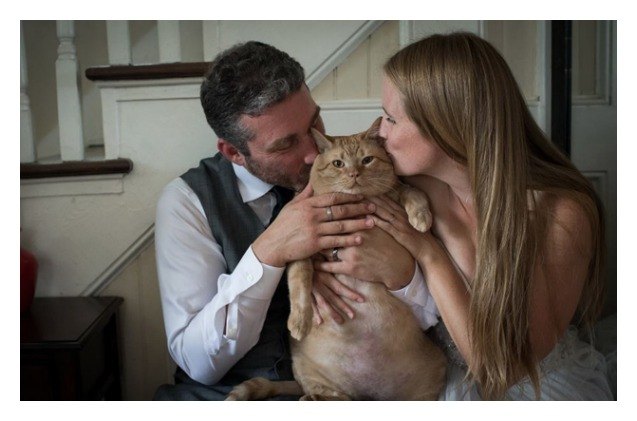 tubby tabby steals the spotlight in these wedding pictures
