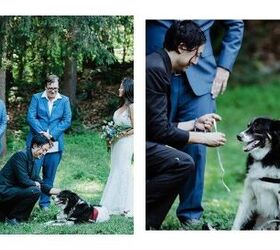 A Blue and Black Canadian Wedding with Dog Ring Bearers