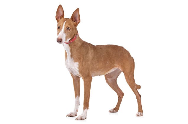 Podenco Canario Dog Breed Information And Pictures PetGuide PetGuide podenco-canario-dog-breed-information-and-pictures-petguide-petguide