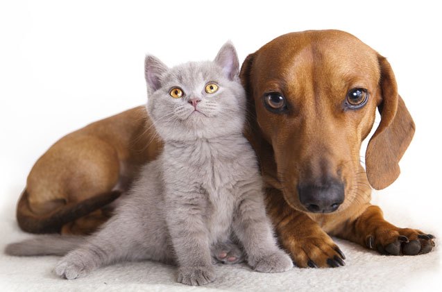 mystery solved why cat breeds look alike but dog breeds don t