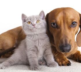Mystery Solved: Why Cat Breeds Look Alike, But Dog Breeds Don’t