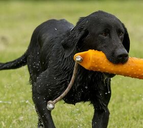 could your dog toys be poisoning your pet
