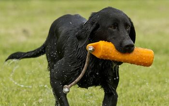 Could Your Dog Toys Be Poisoning Your Pet?