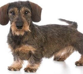 new hope for children with epilepsy thanks to miniature dachshunds