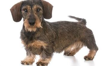 New Hope for Children With Epilepsy Thanks to Miniature Dachshunds