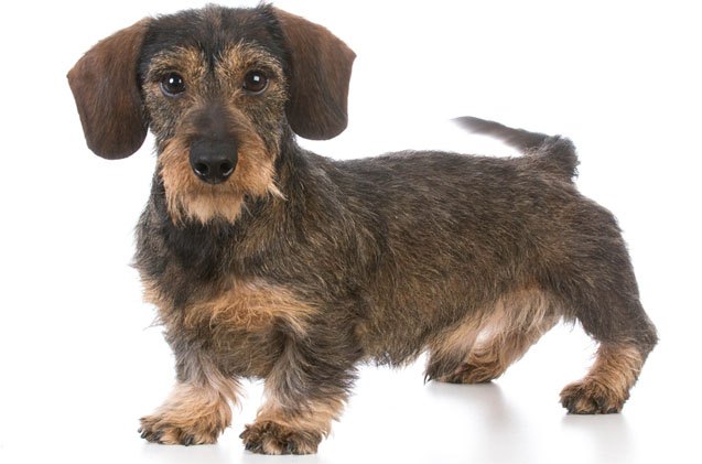 new hope for children with epilepsy thanks to miniature dachshunds