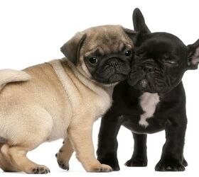Study: No Way To Predict Potential Breathing Problems in Brachycephali