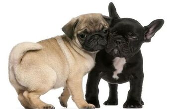 Study: No Way To Predict Potential Breathing Problems in Brachycephali