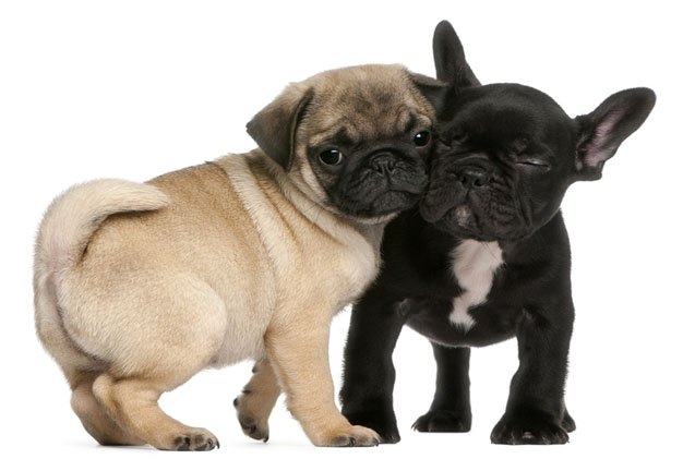 study no way to predict potential breathing problems in brachycephali
