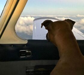 army veteran buys his own plane to fly shelter dogs to new homes