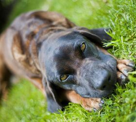 bavarian mountain hound
