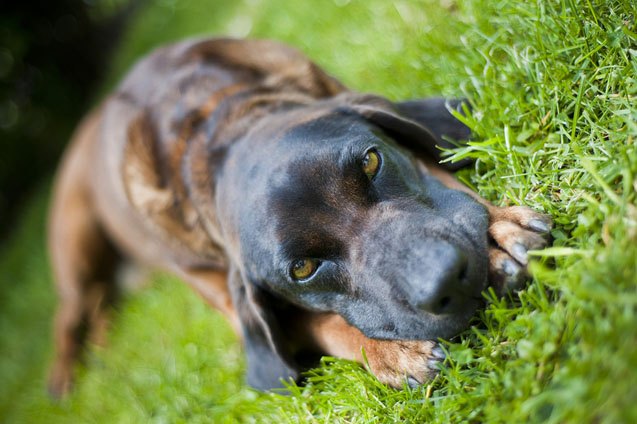 bavarian mountain hound