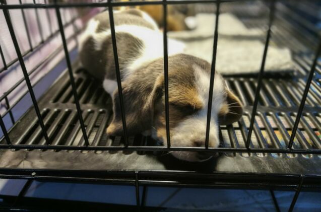 new california bill only allows pet stores to sell rescued or shelter animals