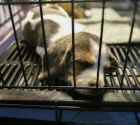 New California Bill Only Allows Pet Stores to Sell Rescued or Shelter 