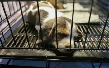 New California Bill Only Allows Pet Stores to Sell Rescued or Shelter 