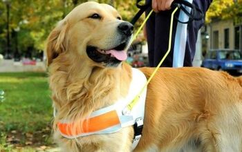 Study: Canine Helicopter-Moms Raise Guide Dog Dropouts
