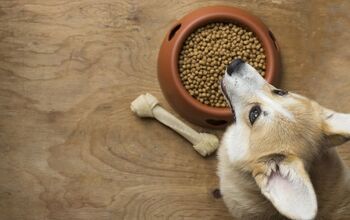 The Effect on the Environment of Feeding Cats and Dogs
