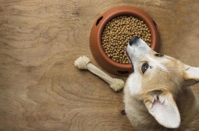 the effect on the environment of feeding cats and dogs