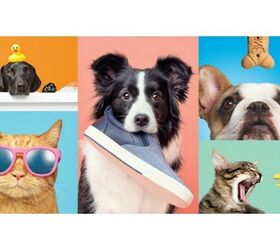 target pairs with barkbox to offer cool pet products in store