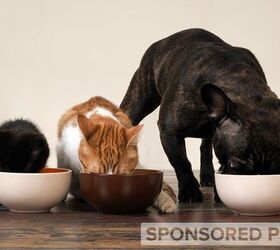 The Importance of Responsibly Sourced Ingredients in Pet Food